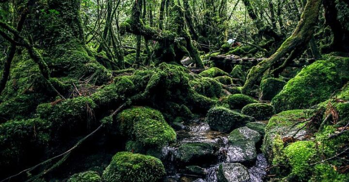 屋久島 行ってはいけない