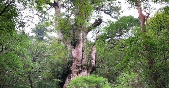 屋久島 何県