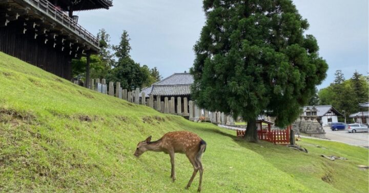 東大寺 誰が建てた
